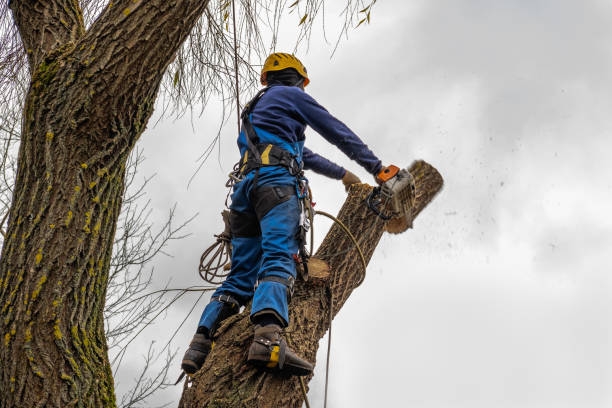 How Our Tree Care Process Works  in  Lucerne Valley, CA